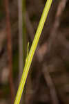 Low pinebarren milkwort